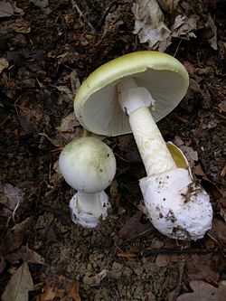 Amanita phalloides