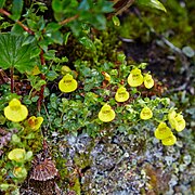 Drobný druh Calceolaria tenella