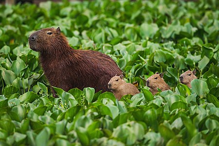 "Capivara(Hydrochoerus_hydrochaeris).jpg" by User:Clodomiro Esteves Junior