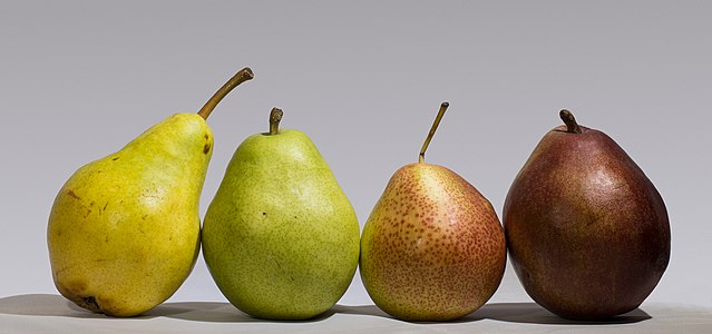 "Four_pears.jpg" by User:W.carter