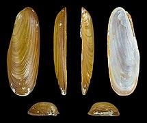 Lithophaga lithophaga (Date mussel) right valve