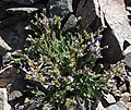 Polemonium pulcherrimum plant