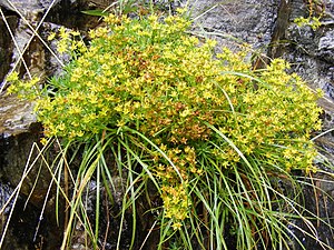 Saxifraga aizoides - Gele bergsteenbreek