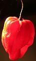 Capsicum chinense