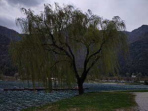 Ufer am Ledrosee im Val di Ledro