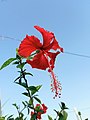 * Nomination गुड़हल का फूलI, the copyright holder of this work, hereby publish it under the following license: --Suyash.dwivedi 05:15, 10 August 2024 (UTC) * Decline  Oppose Borderline sharpness and the big pistil of this Hibiscus should be in focus. --Sebring12Hrs 22:34, 16 August 2024 (UTC)