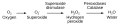 Pathway of reactive oxygen species detoxification