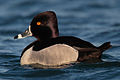 male Humber Bay Park (East), Toronto, Canada