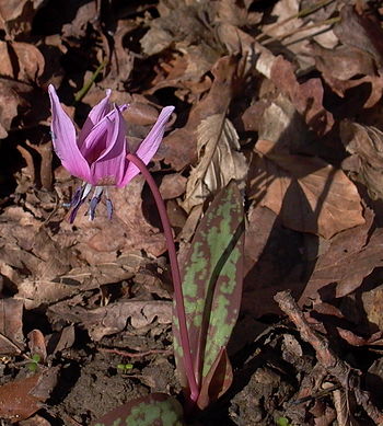 Erythronium dens-canis