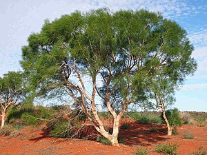 Gyrostemon ramulosis