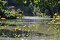 Fürst-Pückler-Park Bad Muskau in der Oberlausitz (Deutschland/Polen)