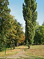 Populus nigra in Hungary