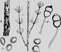 1, stengel met laesies 2, aecia; 3, aeciosporen ; 4, urediniosporen: 5, teleutosporen.