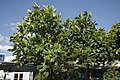 Artocarpus altilis in Pape’ete, Tahiti