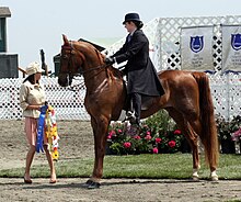 American Saddlebred3.jpg