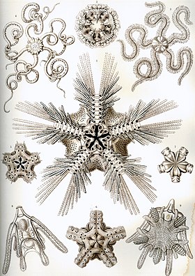 "Ophiodea" do livro, de Ernest Haeckel, Kunstformen der Natur de 1904.