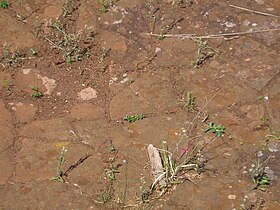 Original pavement of the church