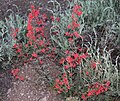 Scarlet gilia (Ipomopsis aggregata) in sage