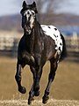 Appaloosa