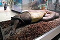 Un anaconda che divora un capibara (esemplari imbalsamati).