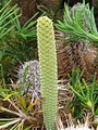 Banksia spinulosa