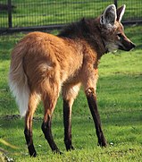 Red, furry canine in grass