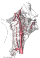 Carotid arteries