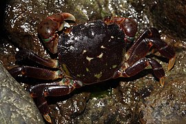 Hemigrapsus nudus (Purple Shore Crab)