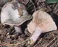 Lactarius paradoxus