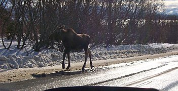 (10–11 months) This yearling was probably recently chased away by its pregnant mother.