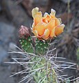 Mojave pricklypear (Opuntia erinacea) orange