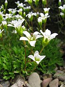 Saxifraga portosanctana