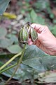 Tacca chantrieri Fruits