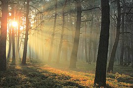 Auringonvalo siivilöityy mäntymetsän läpi.