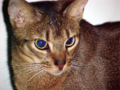 Abyssinian cat