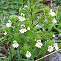 Euphrasia rostkoviana - Видац