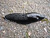 Black slug