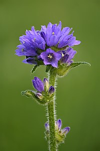 Campanula cervicaria, by Iifar