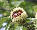 Chestnuts inside their spiky capsule