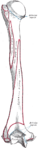 Posterior view of left humerus