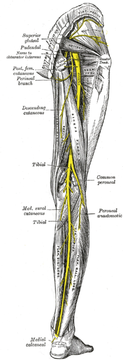 Nerf tibial