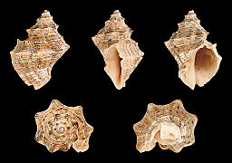 Indothais lacera (Carinate Rock Snail), Shell