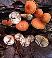 Marasmius fulvoferrugineus