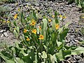 Clump of mule ears (Wyethia mollis)