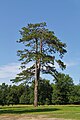 Fürst-Pückler-Park Bad Muskau in der Oberlausitz (Deutschland/Polen)