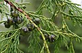 Foliage and cones