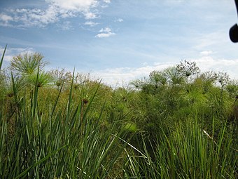 Dans un marais en Ouganda.