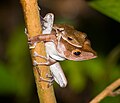 Polypedates colletti at Bako National Park