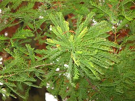 cv. 'Fastigiatum' branch, Skaryszewski Park, Warsaw, Poland