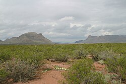 チワワ砂漠の典型的植物であるユッカ、メキシコハマビシ、メスキート